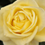Rumena - Vrtnica čajevka - Limona ®